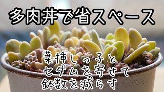 【葉挿しっ子で多肉丼】省スペースでカワイイ！鉢を減らして、可愛く育てる