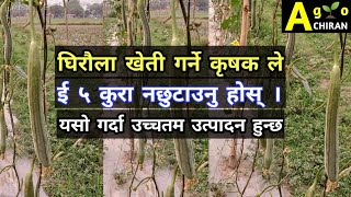 घिरौंला उच्चतम उत्पादन को लागि इ ५ कुरा नछुटाउनु होस् |Giraula Kheti | Sponge Gourd farming 👌