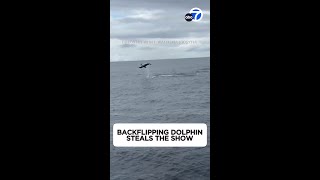 Backflipping dolphin steals the show off California coast