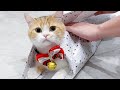 How to wrap cats as a gift