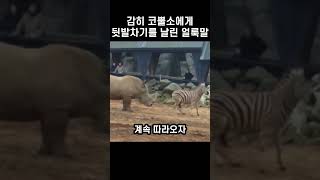 겁도 없이 코뿔소에게 뒷발차기를 날린 얼룩말의 놀라운 최후