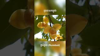 ផ្កាតំណាងជាតិប្រទេសអាស៊ាន