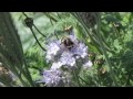 bumblebees honey bees bbct phacelia tanacetifolia ~ conservation trust uk