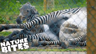 Zebra Gives Birth in Difficult Ordeal | The Secret Life of the Zoo | Nature Bites
