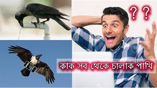 কাকের কিছু অজানা তথ্য যা আপনাকে অবাক করে দিবে  unknown facts about crows- জানবো জানাবো janbo janabo