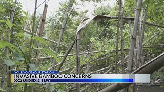 Bamboo takes over Jefferson County man's yard; expert provides advice to stop spread