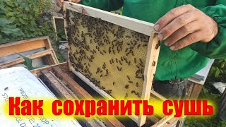 Как сохранить сушь от восковой моли. Как уберечь рамки от восковой моли