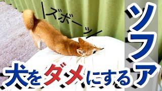 【まさかの反応】人をダメにするソファーでダメになる豆柴子犬が可愛い【豆柴】