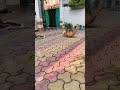 crazy cat 🐈 without afraid of dogs