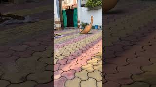 Crazy Cat 🐈 without afraid of dogs