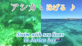 最高の思い出に✨西オーストラリアでアシカと泳げる場所「Jurien Bay Oceanic Experience」