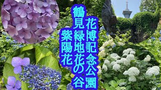 花博記念公園鶴見緑地花の谷紫陽花