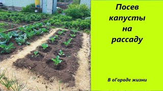 Такой посев капусты на рассаду всегда дает хороший результат и по всхожести и по урожаю