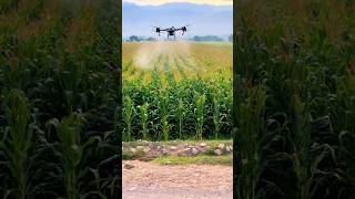 Spraying corns using drones #agriculture #farming #gardening #corn #drone #sprayingdrone #spray