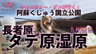 黒い炭に覆われた大湿原【阿蘇くじゅう国立公園・長者原タデ原湿原（大分県九重町）】犬連れの旅