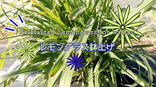 越冬準備【レモングラス鉢上げ】re-planted lemongrass into a pot for winter season.