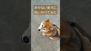 【柴犬イヤイヤ散歩拒否】歩かない柴犬風太に歩きたくなる呪いかけてみた　#shorts #柴犬 #shibainu #dog #柴犬風太と保護猫ひな天　#イヤイヤ散歩拒否