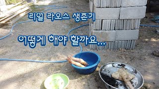 ep 43 리얼 라오스 생존기(어떻게 해야 하나요..)