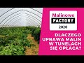 Dlaczego uprawa malin w tunelach się opłaca?