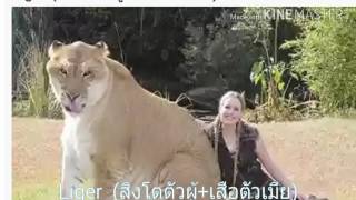 สัตว์ลูกผสม(animal hybrid) 18 สายพันธุ์ สุดทึ่ง  ไม่น่าเชื่อว่ามีอยู่จริง!!!!