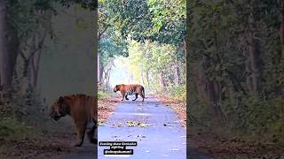 Giant pilibhit tiger crossing the road || S3 male tiger sighting #bigcats #pilibhit #tigers #terai