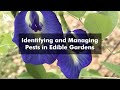 Identifying and Managing Pests in Edible Gardens | SGF Hort Show 2021