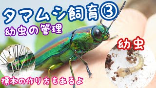 タマムシ飼育③ 幼虫の掘り出しと管理方法 【標本作成】