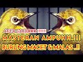 MASTERAN KECIAL KUNING AMPUH UNTUK BURUNG BARU BELAJAR BUNYI !!!!