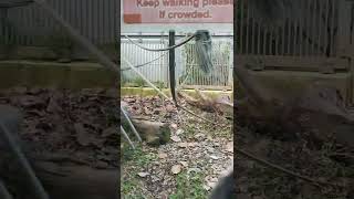 廿日👀⑲チンパンジー・ギンくん・スグルくん♥Chimpanzee・・・沖縄こどもの国・Okinawa Zoo \u0026 Museum(20220120)