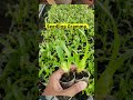 Promo Lagi Seedling Anggrek Vanda, Dendro, Bulan, Gramma  dan Cattleya100 K Dapat 8 Pot Boleh Mix