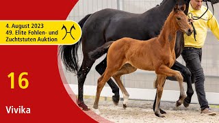 49th Verden Elite Foal -OnLive-Auction- Aug. 4th, No. 16 Vivika by Vitalis - Fürstenball