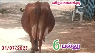 நல்ல மடி செட்டு..| கன்னு போட 10 நாள் ஆகும் | தரமான JERSY மாடு | விற்பனைக்கு..