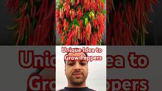 Unique Idea To Grow Peppers #shorts #farming #gardening #agriculture