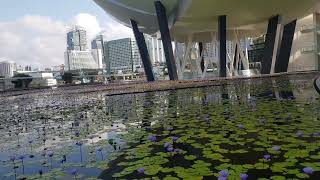 நீல அல்லி மலர் #blue lily flower #Singapore