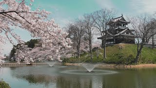 【上越妙高百景】　満開のサクラで春満喫！　高田城址公園観桜会2020（新潟県上越市）