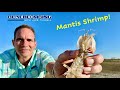 Beachcombing - Mantis Shrimp