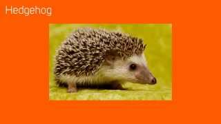 Great British Native Animals