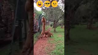 نمور قوية في البرية Strong tigers in the wild