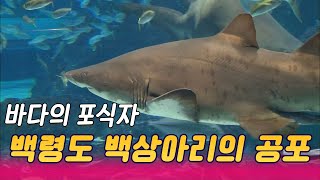 바다의 절대강자 백령도 백상아리의 미스터리 [과학실험] KBS 2010.9.19 방송