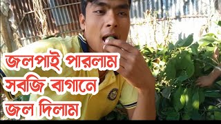 আমাদের গাছের জলপাই পারলাম | সবজি বাগানে জল দিলাম | village life with titu |