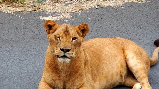 おはよう！イチゴちゃん　Good morning, Ichigo！　〜 Lion(ライオン) 〜　多摩動物公園