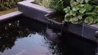 Modern Koi Pond after 8 years