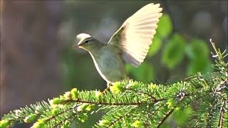 Willow warbler (Phylloscopus trochilus)