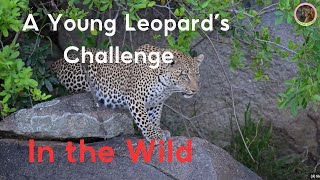 The Survival Journey of Bamba: A Young Leopard’s Challenge in the Wild