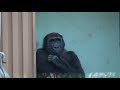 【gorilla】momotaro family of western gorilla・kyoto city zoo vol.17 ゴリラ（ニシゴリラ）のモモタロウ一家・vol １７　京都市動物園