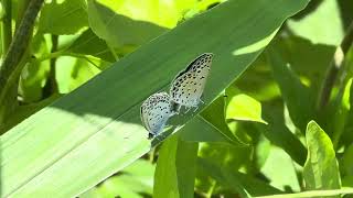 ヤマトシジミの交尾 20240619 #Butterfly