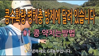 콩수확량 병해충 방제에 달려있습니다 콩약치는방법 콩농사잘짓기 청년농부