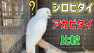 眠そうなシロビタイムジオウムとアカビタイムジオウムの比較【Tanimbar corella】