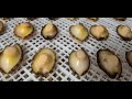 how to dry abalone seafood