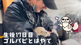 【生後17日】みんなでストーカー【ゴールデンレトリバー】